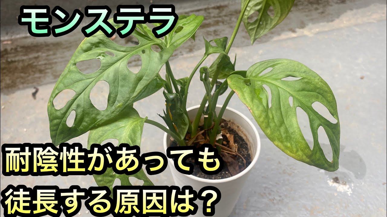 Houseplants] Pruning a Leggy Monstera Adansonii: Why Placement