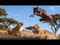 Lion Attacks & Wild Uganda: Nature's Fierce Battles 🦁