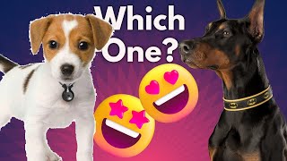 Beagle VS Doberman Pinscher - Which is Better FOR YOU ? by Dog Fanatic ! 40 views 1 year ago 9 minutes, 4 seconds