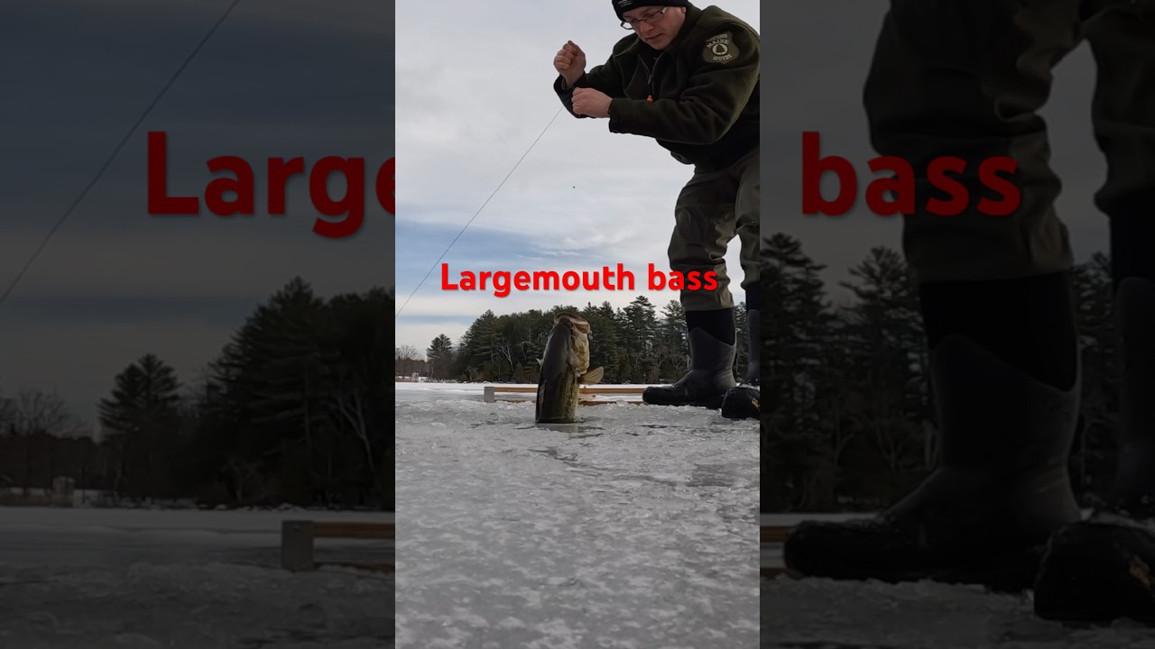 Largemouth Bass Ice Fishing Catch in Maine