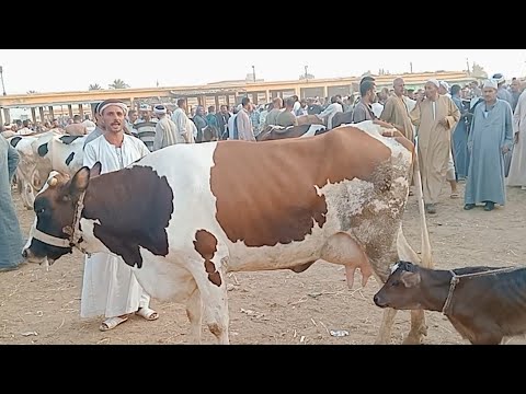 اسعار البقر الوالد والعشر واللبن في سوق دمنهور العمومي للمواشي اليوم