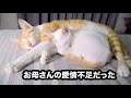 先住保護猫を自分のお母さんだと思っている保護子猫・お母さんの愛情不足だったなー