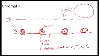 AP Biology Beyond the Vocabulary Cell Division Vocabulary