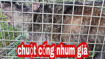 thăm bẫy chuột cống nhum một ngày bội thu , dính toàn chuột khủng, #chuột #chuộtđồng