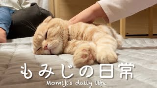 普段の様子をお届けします〜新生活と金髪坊主〜【Momiji's daily routine〜New life and blonde shaved head cat〜】 by もみじの日常Momiji's daily life 965 views 3 weeks ago 5 minutes, 1 second