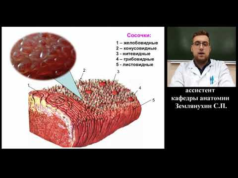 Лекция: Анатомия - Сенсорные системы организма. Органы осязания, обоняния и вкуса
