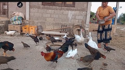 nyob zoo os los saib kuv pub qaib noj qhauv os 17(1(2025