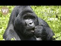 Berggorillas | Ugandas sanfte Riesen - Länder Menschen Abenteuer (SWR)