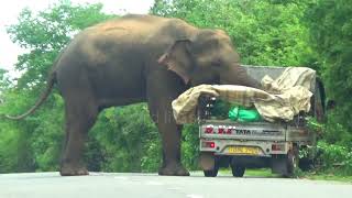 grabs food by force #attack #wildelephants #adventure #wildlife