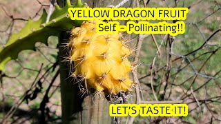 Yellow Dragon Fruit Harvest & Taste Test | Self-Pollinating Variety #fruit