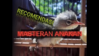 Masteran pleci Terbaru untuk bahan / anakan , wit wit pleci , KUNTI , zipper dan TULIT TULIT pleci