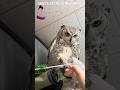 掴んでやる〜！Owl Catching the Mist #フクロウ #owl