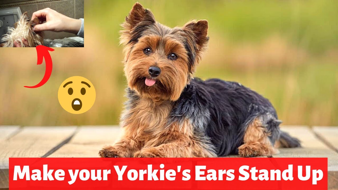 when do yorkie ears go up?