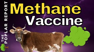 TOXIC Beef To Prevent METHANE & Food Shortage Updates (May 15th)