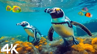 The Ocean 4K - Sea Animals for Relaxation, Beautiful Coral Reef Fish in Aquarium - 4K Video Ultra HD
