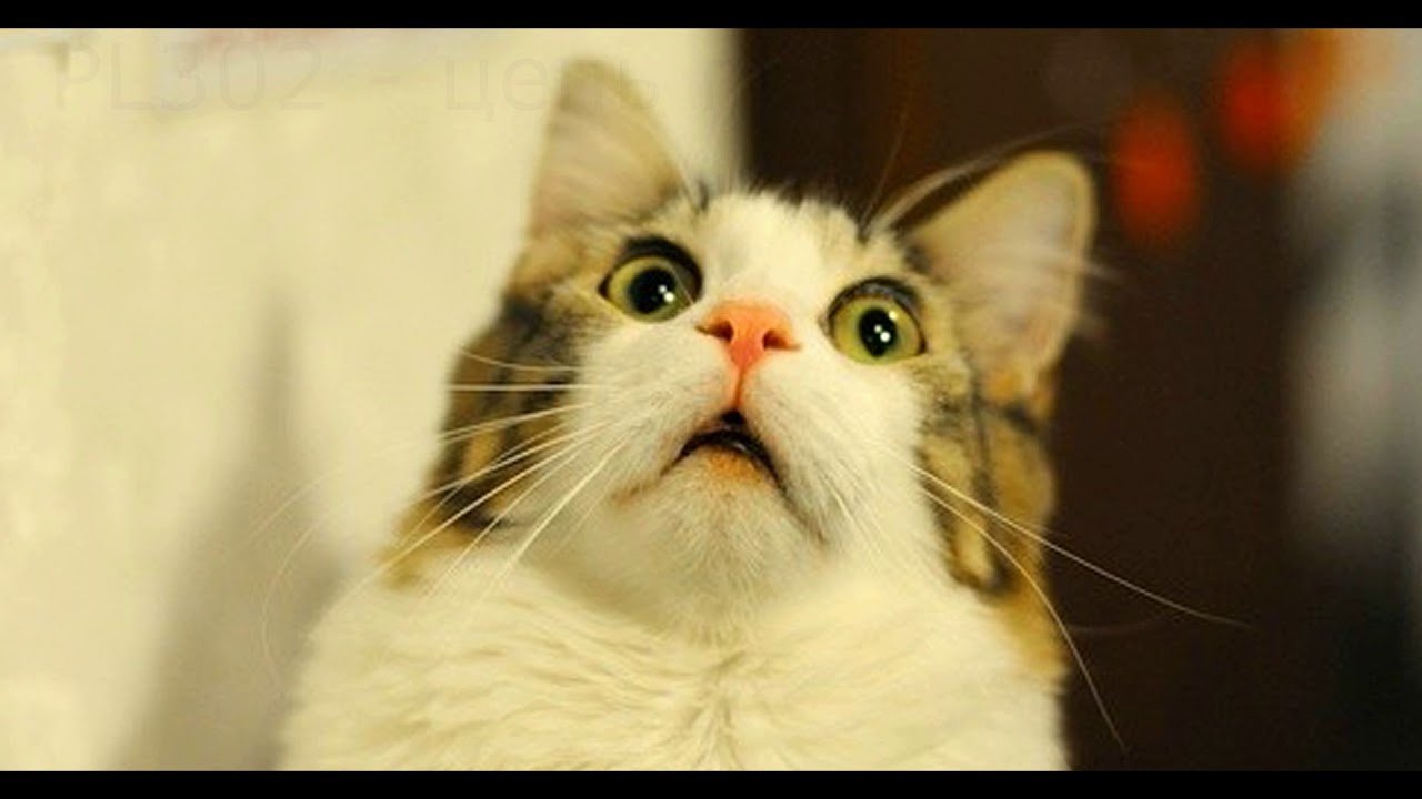 LENOVO Y510p с прогаром