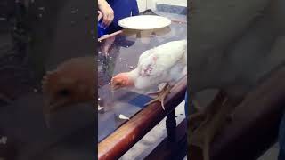 Bird chick eating rice