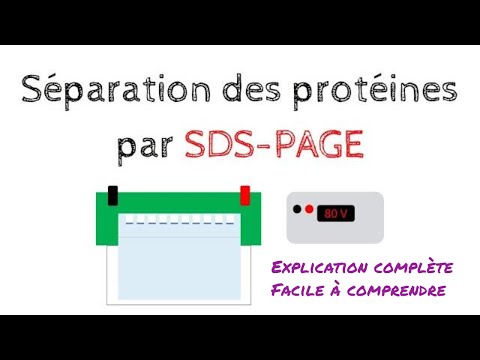 Vidéo: Comment le sds se lie-t-il aux protéines ?