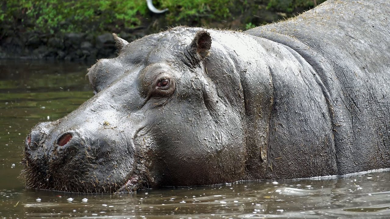 Cool Hippos At West Midlands Safari Park 4K YouTube cool-hippos-at-west-midlands-safari-park-4k-youtube