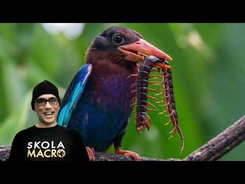 THE JAVAN KINGFISHER