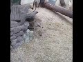 Lion cubs born at Edinburgh Zoo!