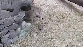 Lion cubs born at Edinburgh Zoo!