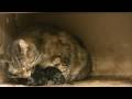 2009 HD Moederpoes krijgt kittens /Pregnant cat delivery
