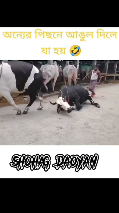 qurbani gorur haat funny videos 2022#viral #video #shorts