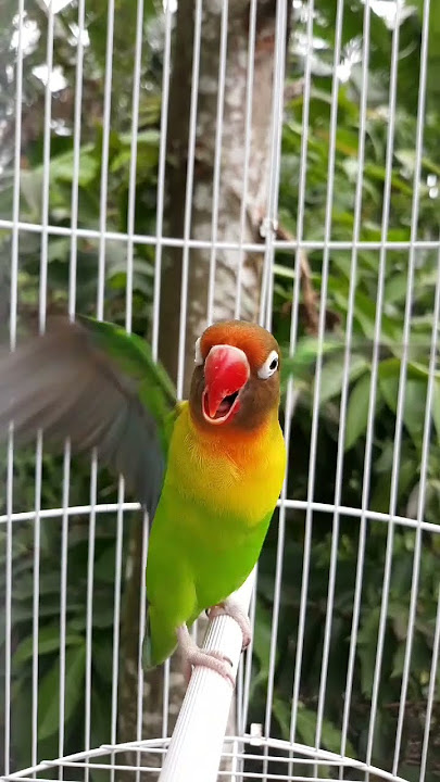 lovebird memanggil
