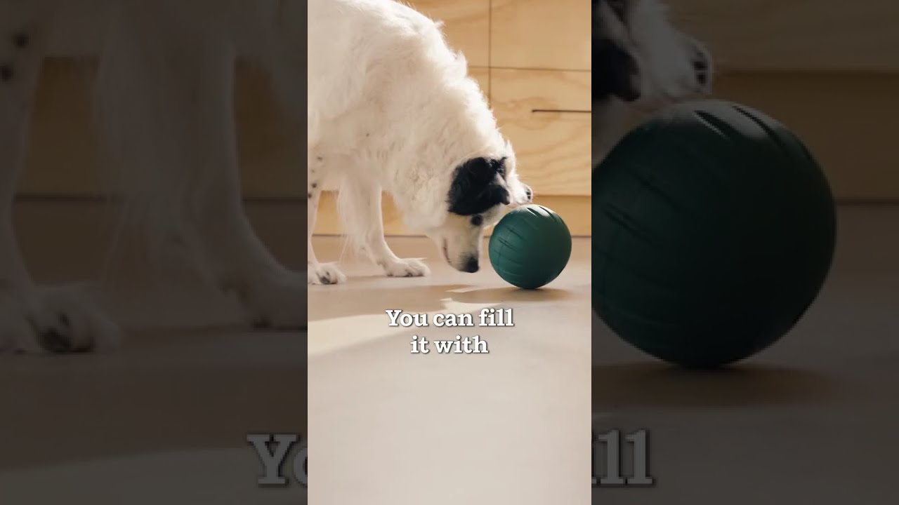 Preview of Woof Walkabout Video