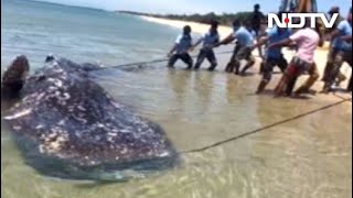 Carcass Of 18-Feet-Long Whale Shark Washes Up On Tamil Nadu Beach screenshot 1
