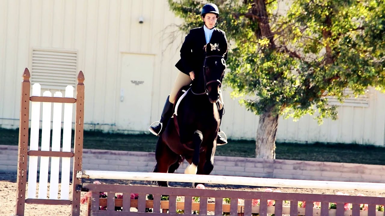 Premier Show Stables THJA Annual Show 2014 YouTube