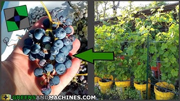 Harvesting Grapes Grown in 5 Gallon Buckets | Container Vineyard Harvest Year 5