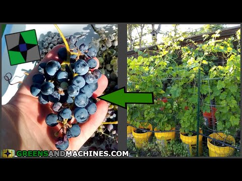 Video: Growing Grapes Near St. Petersburg