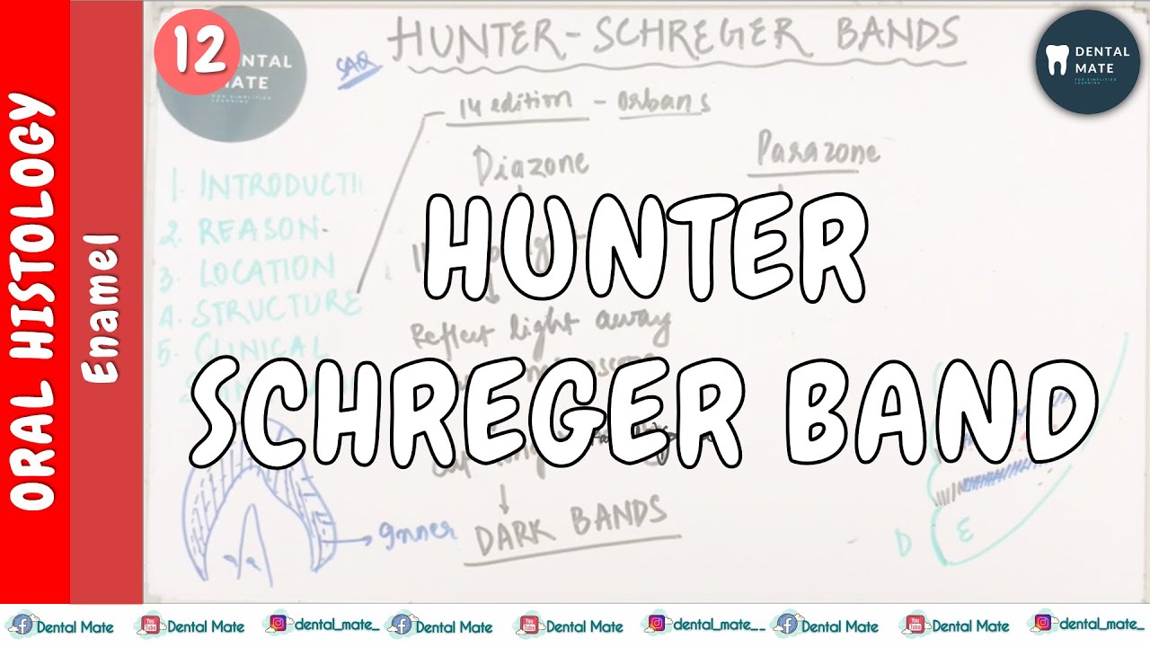 Hunter Schreger Bands | Enamel | Diazones | Parazones | Dr Paridhi Agrawal