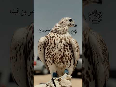 عايض بن غيده اذا كانك تبي العليا تغر ب وذق فقر وشظف عيش وقساوة