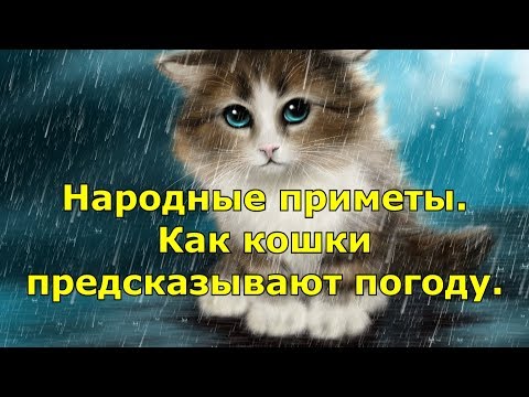 Народные приметы. Как кошки предсказывают погоду.