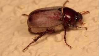 Lodgepole Pine Beetle Kill