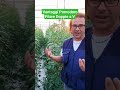 Alcuni Vantaggi del Filare Doppio a V 🍅🍅