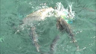 魚影が凄まじい自然海の水族館！四平in沖縄(31話目)