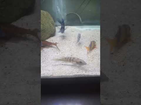 Lamprologus Tetracanthus
