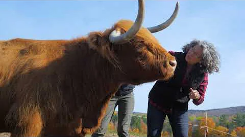 Teddy Bears of the Farm: Scottish Highland Cattle ...
