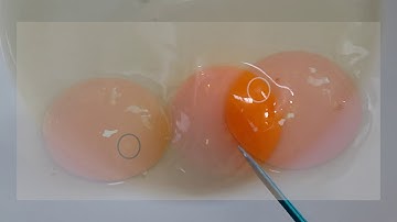 Video 8   Parts of an Egg