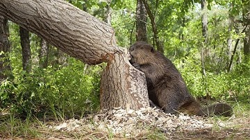 Beaver: Sang Arsitek Pembuat Bendungan