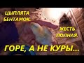 Это беда, а не куры.Результаты первой инкубации кур бентамок в 2023 году.Вывод и выживаемость цыплят