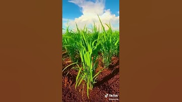 Thành quả sau bao ngày…. Lúa nương ( Rẫy)