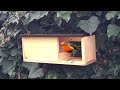 casa para aves  bird feeder
