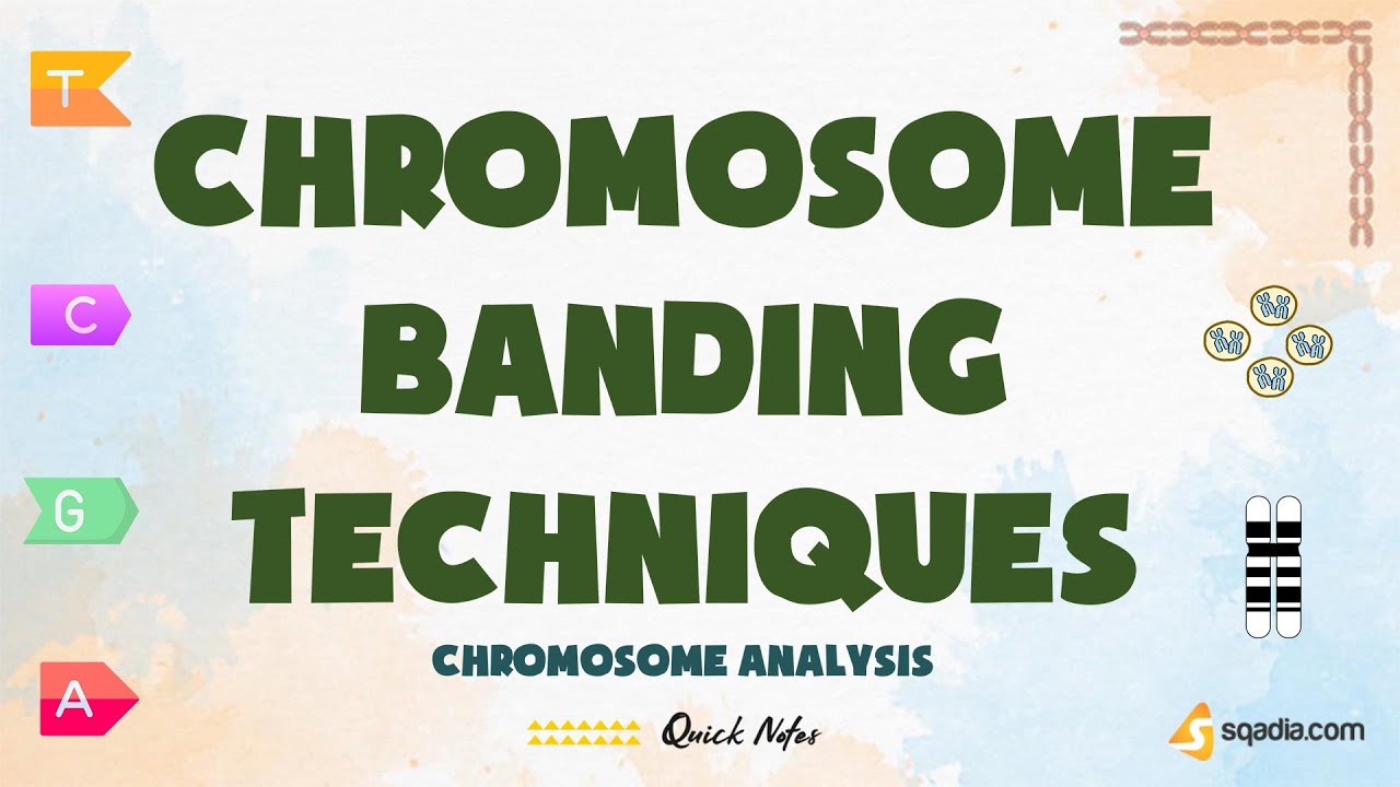 Chromosome Analysis | Chromosome Banding Techniques | Genetics Basics | Cell Biology