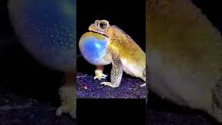 Download Mp3 SUARA KATAK | #trending #subscribe #katak #kodok #viral #videoshorts #funny Gudang lagu Download Mp3 SUARA KATAK | #trending #subscribe #katak #kodok #viral #videoshorts #funny