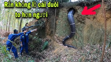 Màn Rượt Đuổi Rắn Đầy Kịch Tính Của Tem Săn Bắt Ẩm Thực Vùng Cao